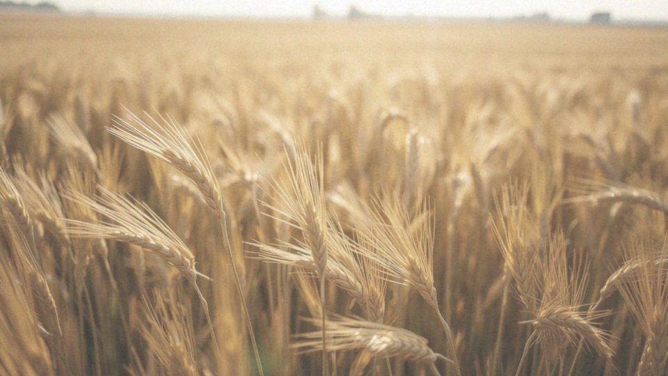 Kiedy występuje największe stężenie zarodników Alternaria?