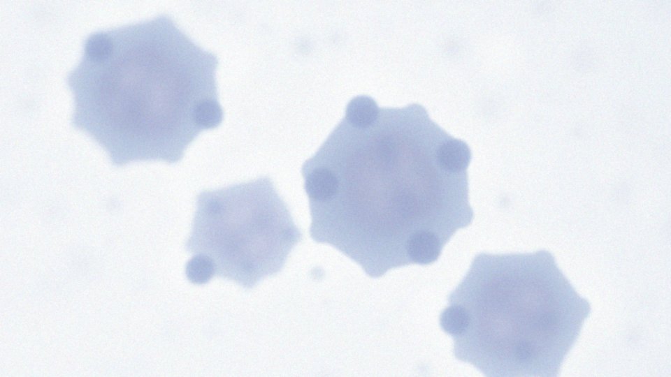 Jak laktobacillus spp. wpływają na równowagę mikrobiologiczną pochwy?