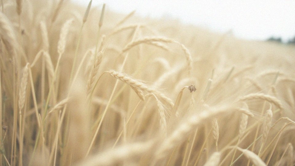 Jak Alternaria alternata może prowadzić do alergii krzyżowej?